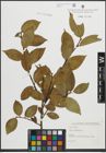 Foto von Salix pentandra L.